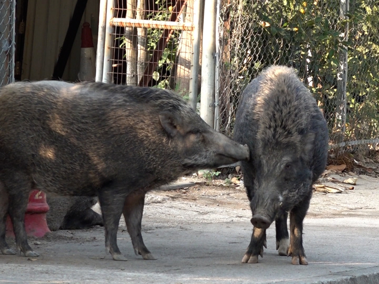 政府提議在全市範圍內禁止飼養野生動物 – 香港電台