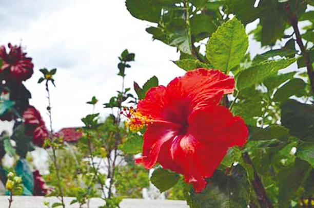 狂野而美麗的花園