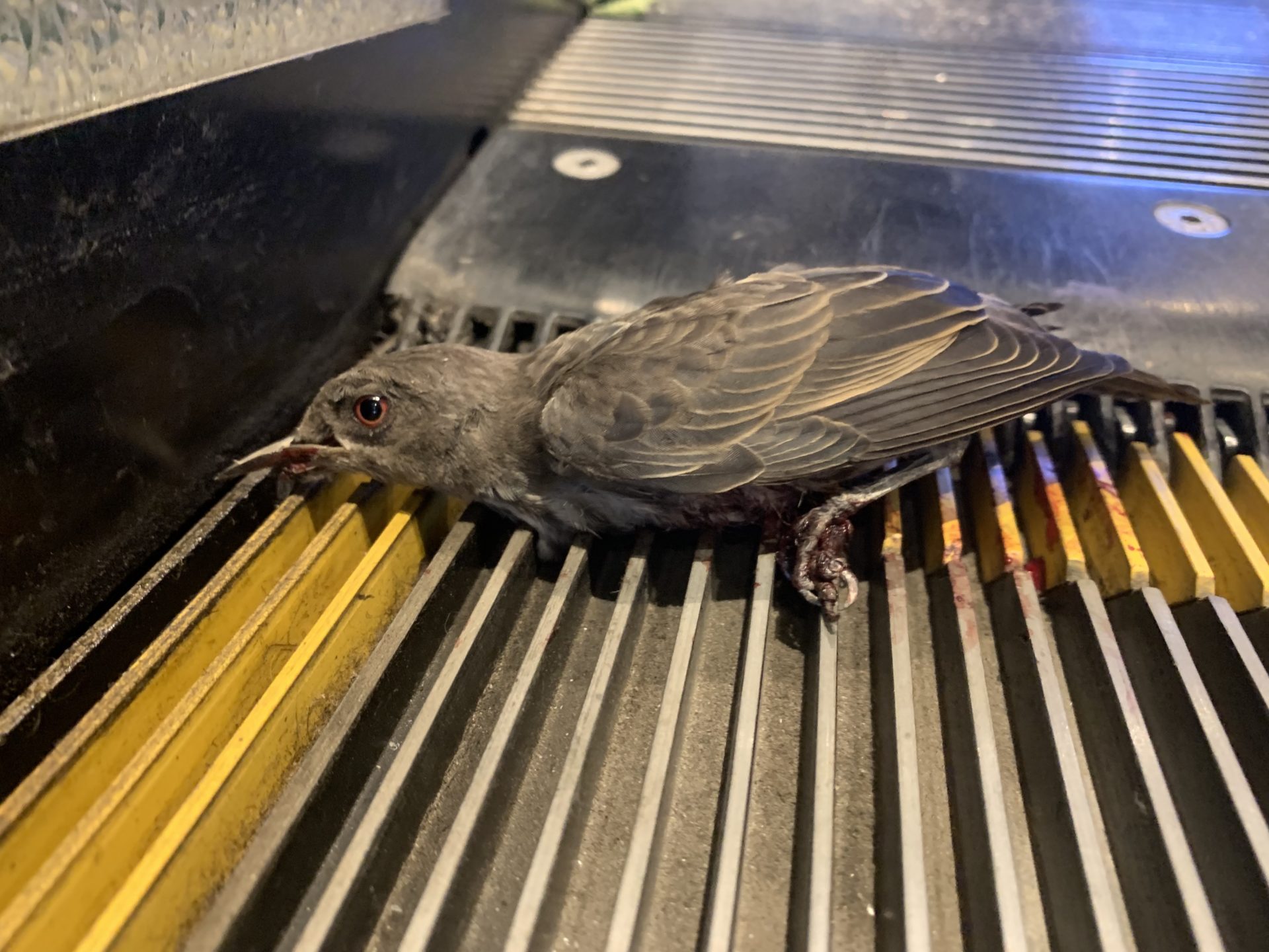 椋鳥獲救：志願者營救在烏節路深陷自動扶梯的鳥(視頻)