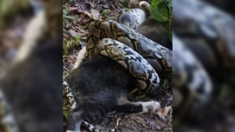snake-因在裕廊西勒死貓而被通緝