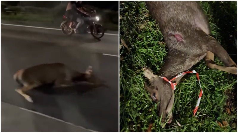 roadkill：水鹿在新加坡高速公路上死亡(視頻)