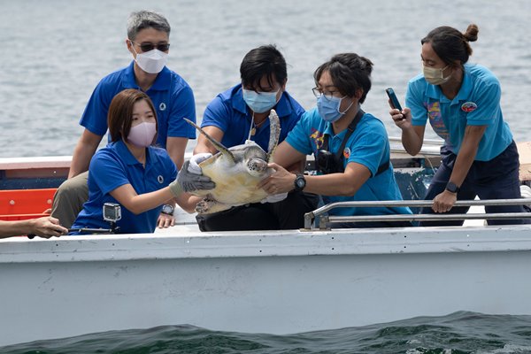 綠海龜重回大海
