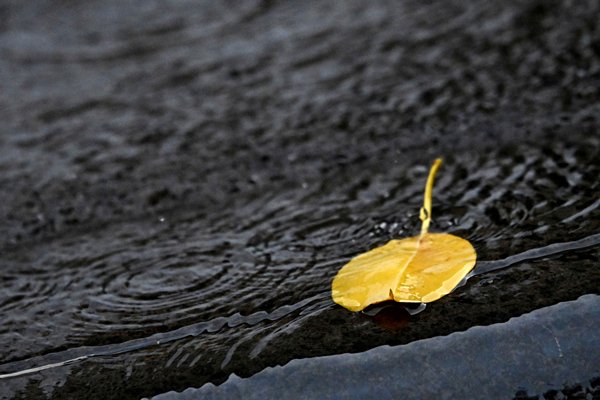 8月雨量較正常值多三成六