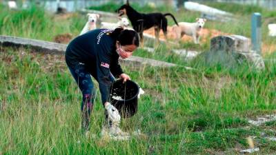 動物權利組織呼籲逮捕用箭殺死狗的人