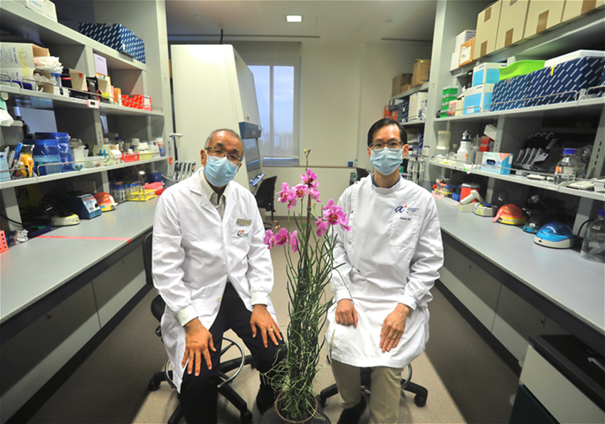 新加坡的國家蘭花具有抗衰老特性：研究人員