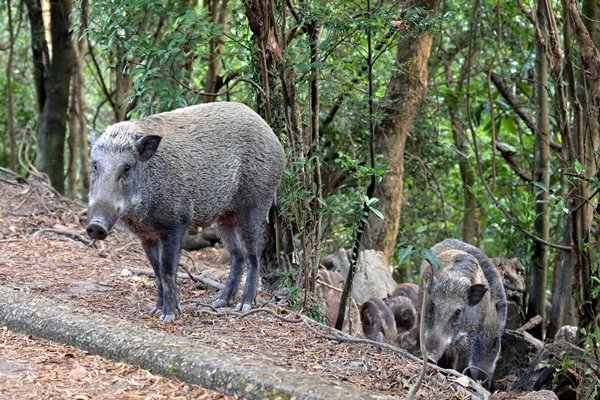 年底全港禁餵野生動物