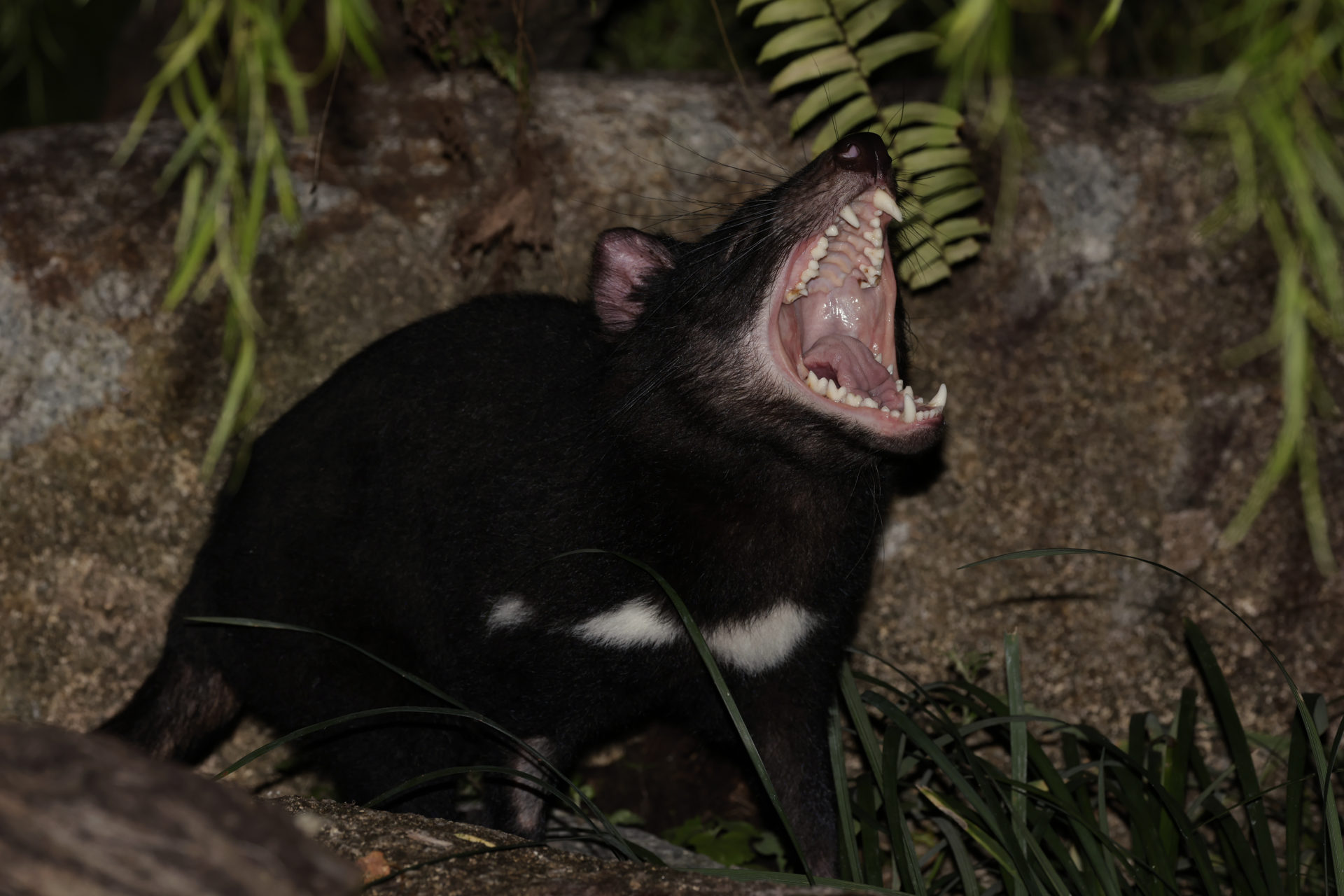 認識夜間野生動物園的惡魔：四隻塔斯馬尼亞惡魔首次亮相新袋鼠展覽