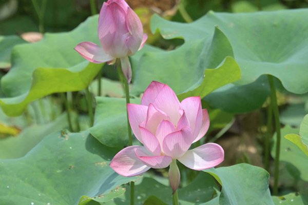 賞花情報網站推出