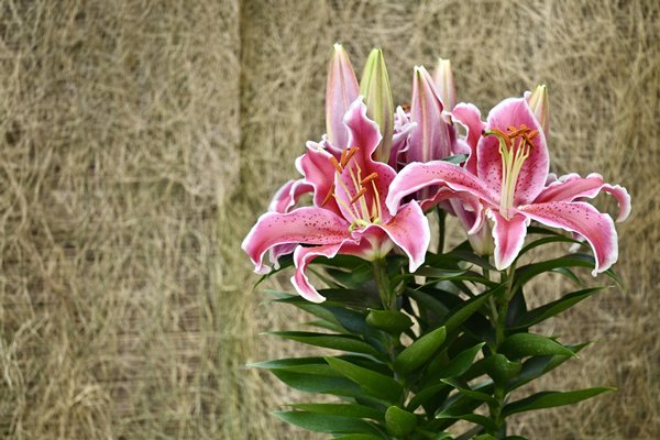 球根植物展下周起香港公園舉行