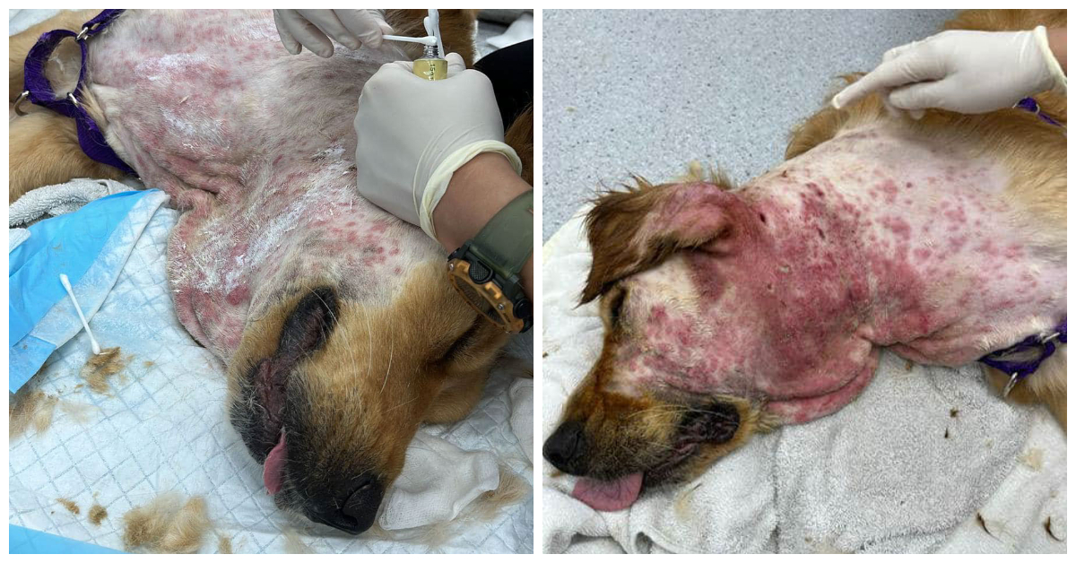 新加坡金毛獵犬在虐待新兵訓練營後感染並被刺傷