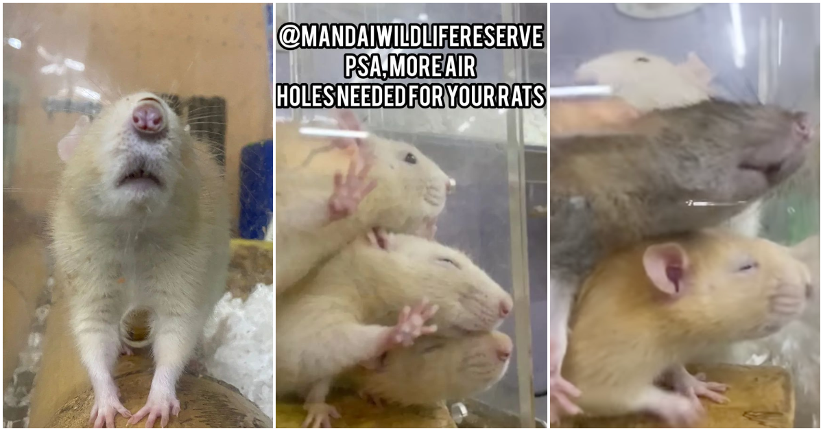 沒有空氣？-動物愛好者擔心新加坡動物園圍欄中的老鼠似乎正在為新鮮空氣而苦苦掙扎(視頻)