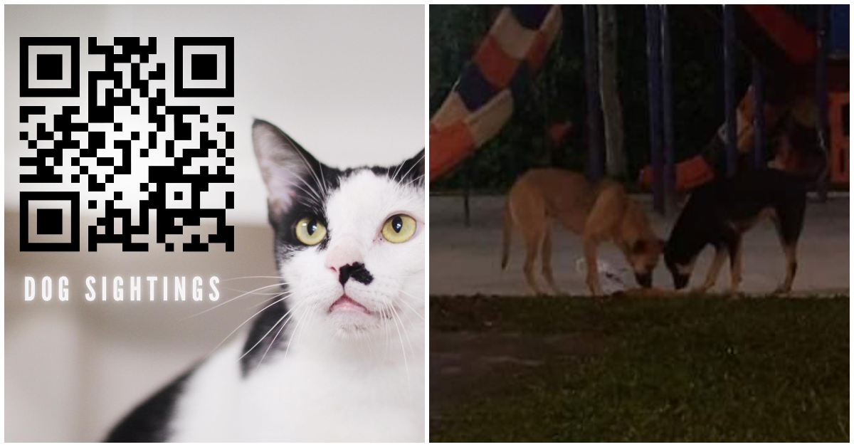 paw-tection-計劃：新加坡-spca-敦促公眾留意一群殺貓的流浪狗