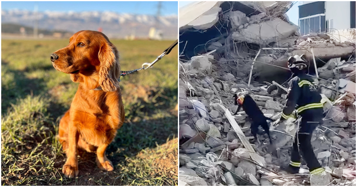認識勇敢地協助土耳其救援工作的新加坡犬科動物