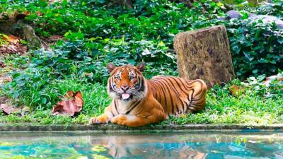 國家動物園參觀指南