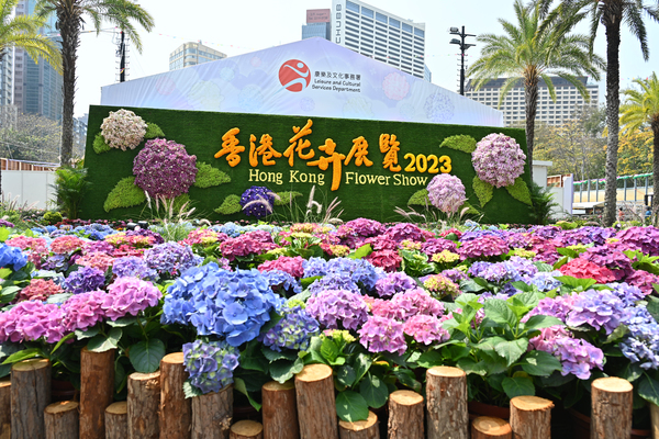 花展以繡球花盛開拉開序幕