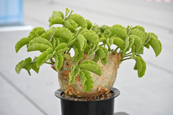 花展植物展品比賽得獎名單公布