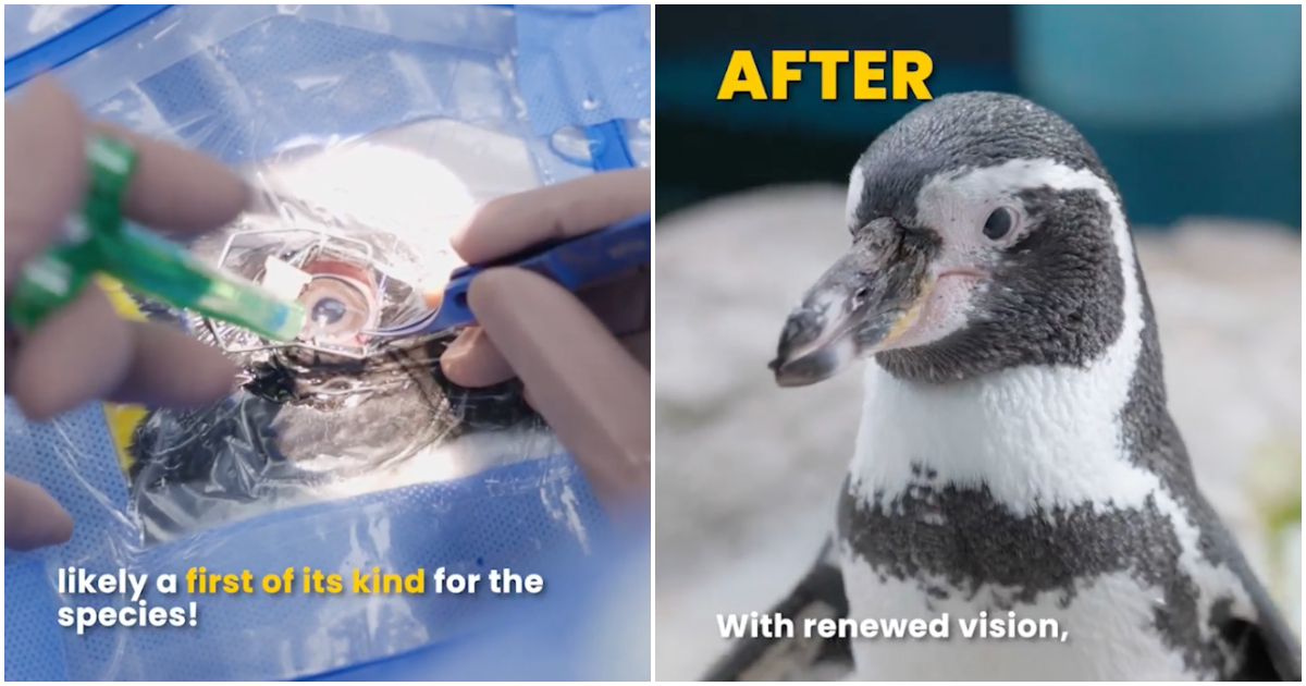 新加坡動物園的高級企鵝在白內障手術後以新的眼睛重新加入群落(視頻)