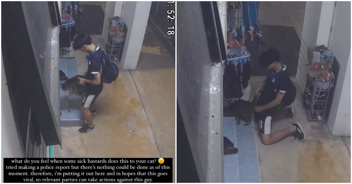 “病態的混蛋”：貓主人在武吉班讓抓到男孩打貓(視頻)
