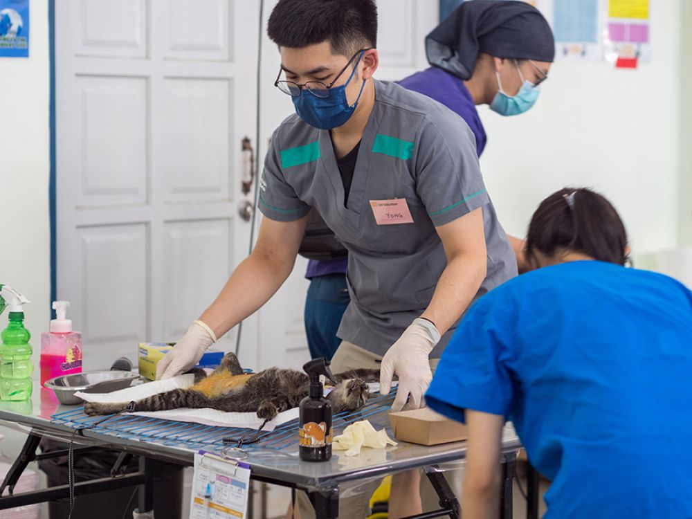 隨著成本飆升，spca-難以為動物提供庇護