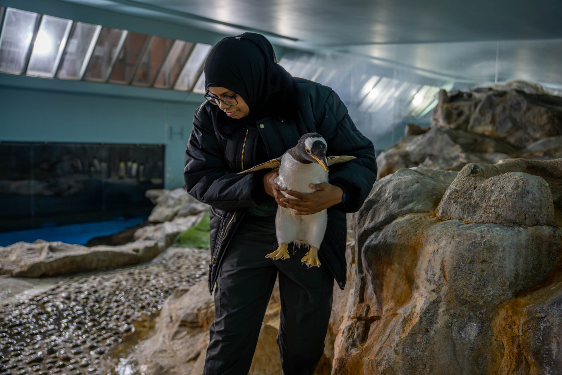 企鵝樂園：mandai-野生動物保護區歡迎不會飛的鳥類來他們的豪華挖掘地