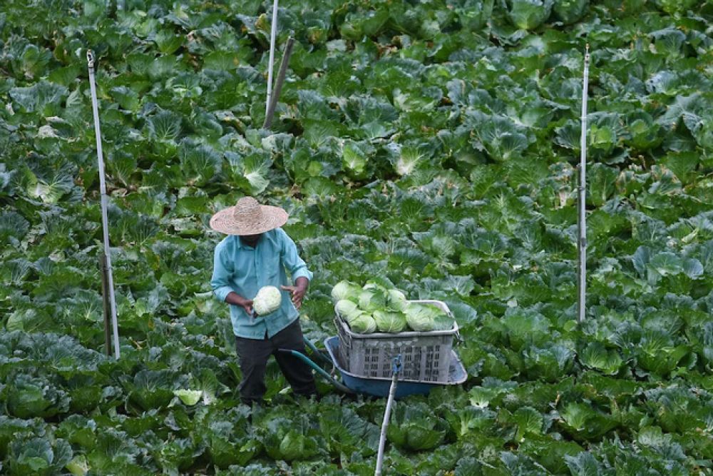 團體對市場蔬菜短缺存在分歧