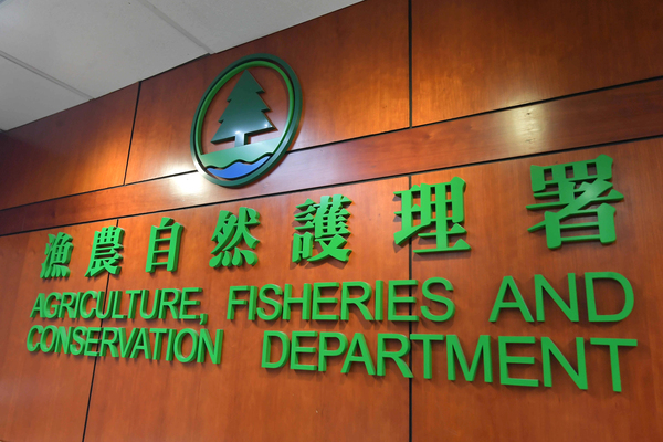 發現鯨魚屍體-漁護署感惋惜