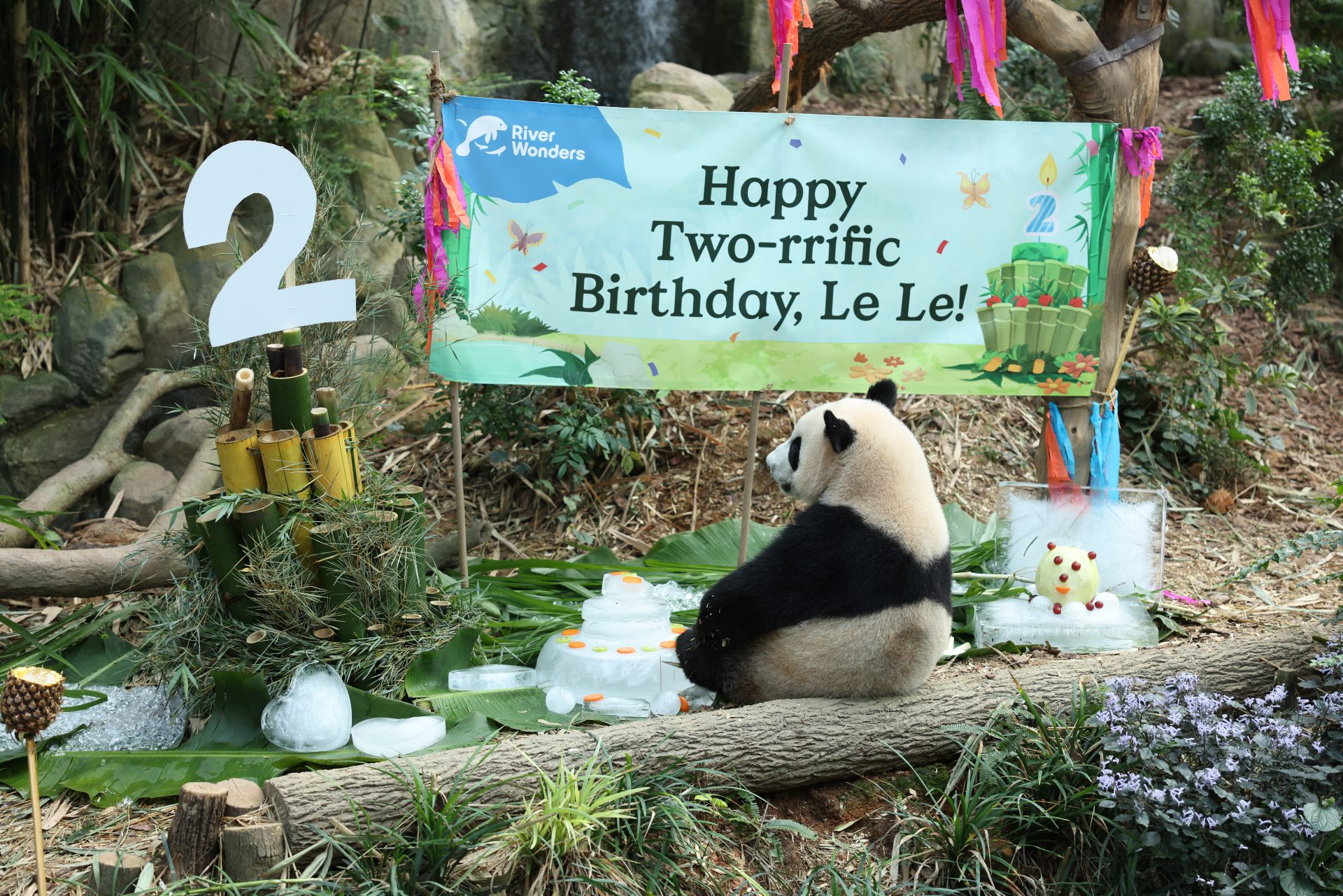 baby-no-more:-le-le-the-singapore-panda-turns-2-today,-steps-into-solo-living