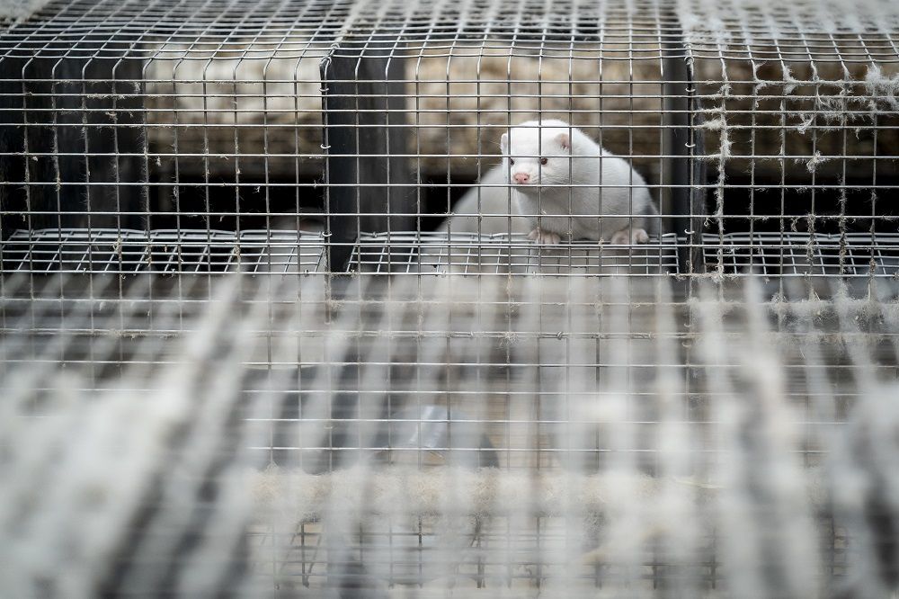 finland-culls-120,000-fur-animals-after-bird-flu-outbreak