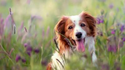 canine-caution