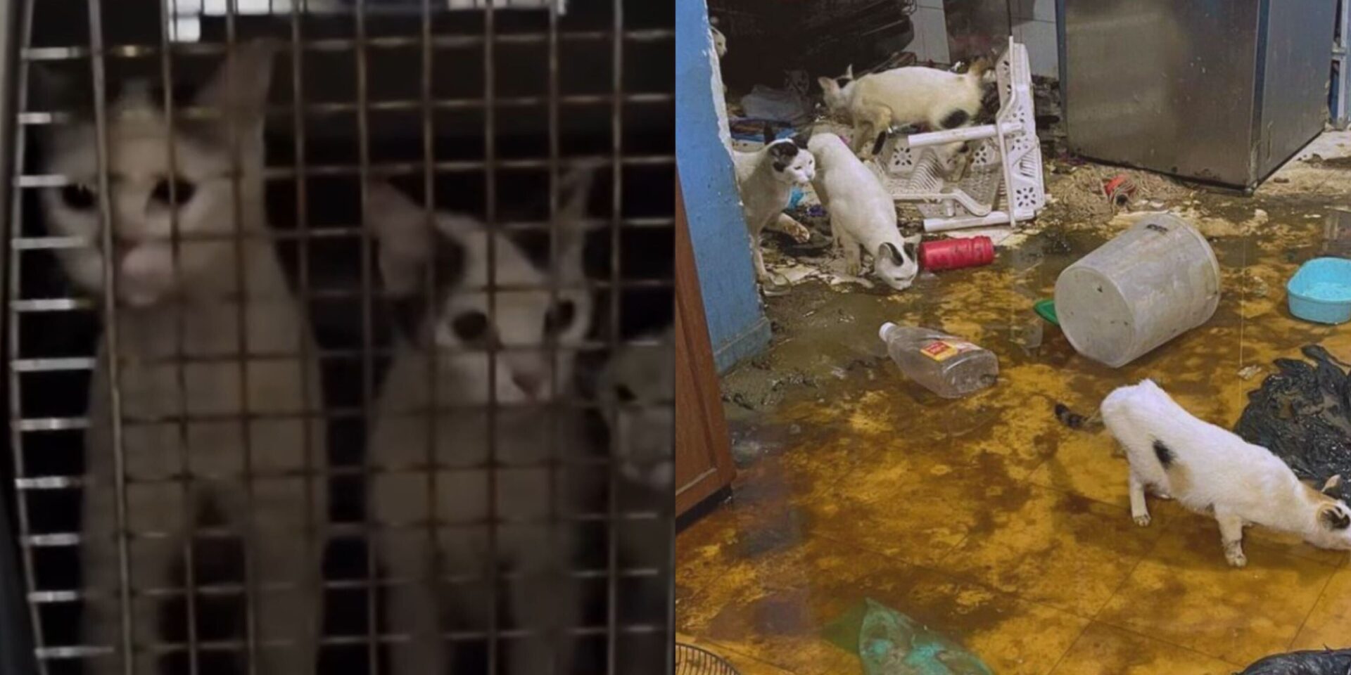 rescue-mission-saves-20-cats-from-harrowing-conditions-in-bukit-merah-flat