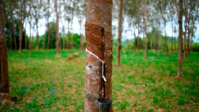 dosm:-malaysia’s-natural-rubber-production-down-by-4.5%-in-july