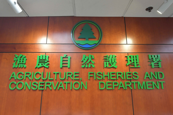漁護署提醒市民勿追蹤鯨魚