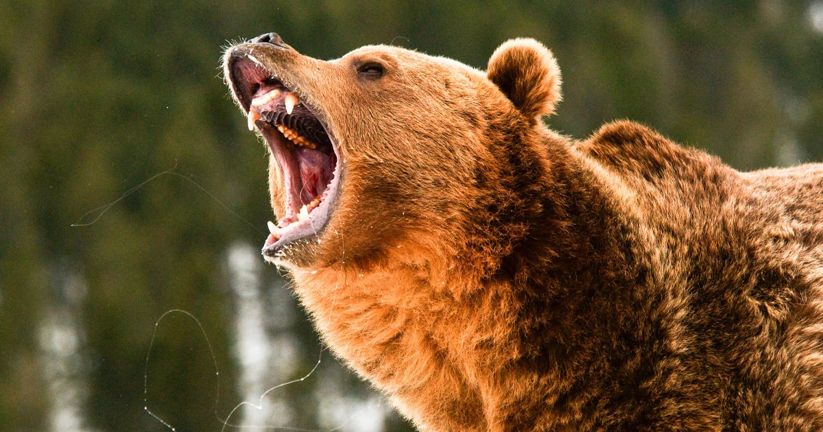 fisherman-defends-himself-from-grizzly-attack;-authorities-investigate-series-of-recent-incidents