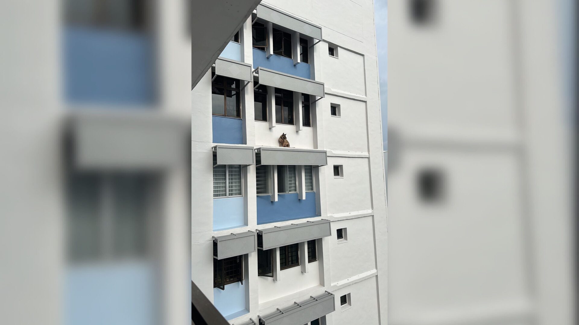 doggo-saved-from-14th-floor-ledge-at-a-hdb-in-hougang