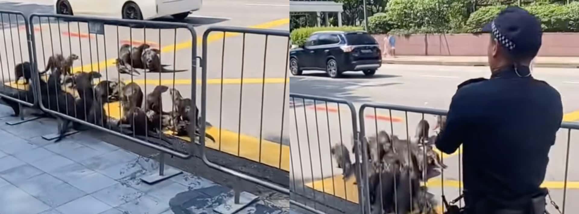 police-officer-steps-in-to-save-otters-crossing-orchard-road:-video
