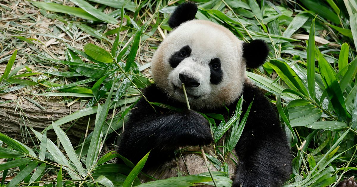say-goodbye-to-le-le:-adorable-panda-cub-leaving-singapore-for-china