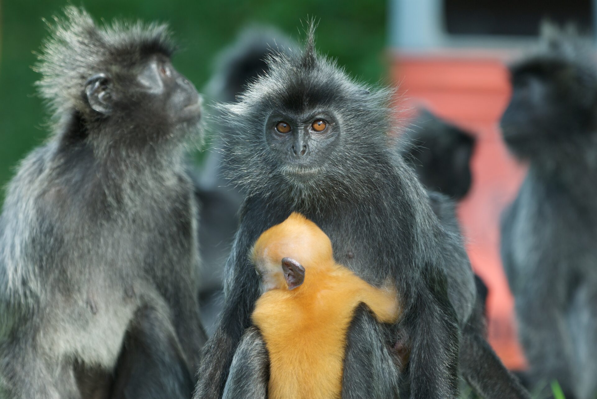 singapore’s-surprise-guest:-the-mystery-monkey-of-clementi-woods-park