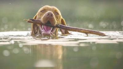 strengthening-bonds-through-playtime
