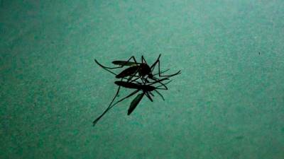 who-recommends-malaria-vaccine,-roll-out-in-early-2024-in-some-african-countries