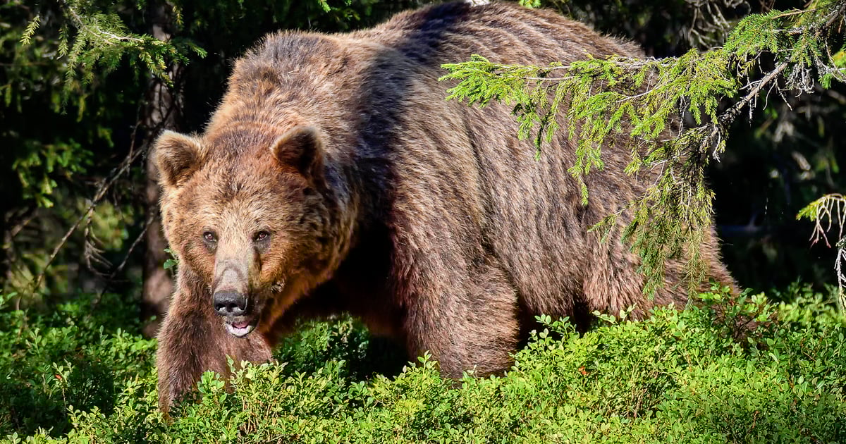 hunter-kills-grizzly-bear-as-third-bruin-in-recent-weeks-is-shot-in-self-defense