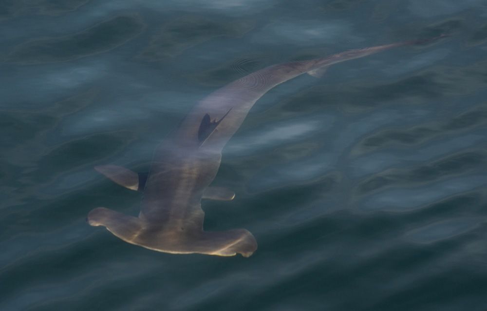 hong-kong-adds-2-shark-families-on-controlled-trade-list