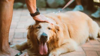 pet-care