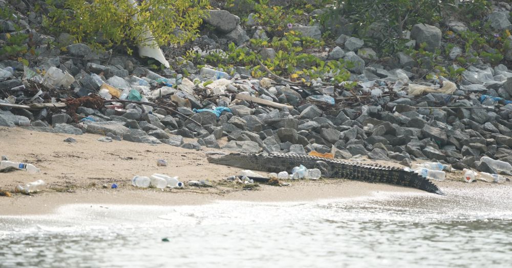 the-crocodile-conundrum:-a-call-for-compassion-and-understanding-in-singapore’s-wildlife-landscape