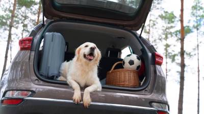 pet-travel