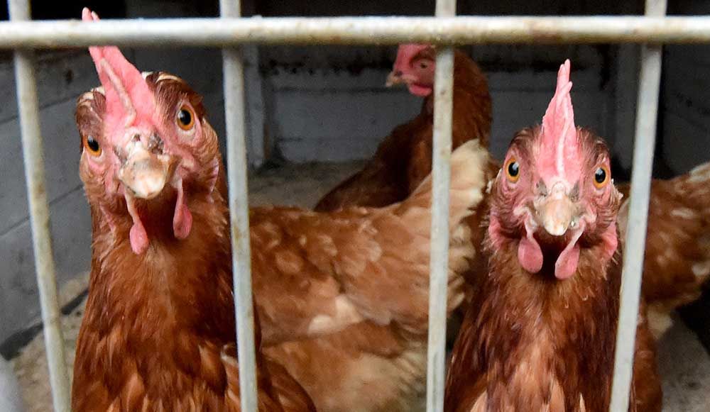ample-supply-of-chicken,-no-price-hike,-say-consumers