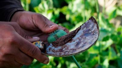 afghanistan-crackdown-cuts-opium-cultivation-by-95%