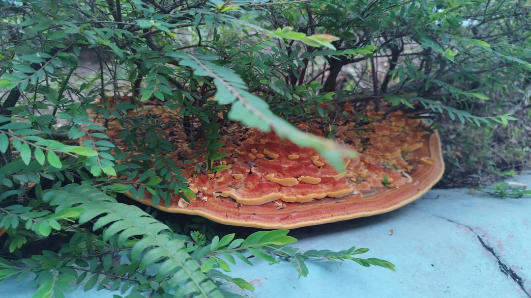mysterious-giant-‘pizza’-fungus-discovered-in-woodlands-hdb