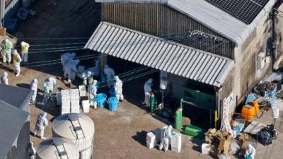 about-40,000-chickens-to-be-culled-in-japan-over-bird-flu-outbreak-–-agriculture-ministry