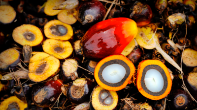 marc:-palm-oil-to-show-slightly-positive-price-trend-going-into-2024