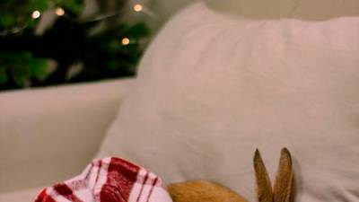 pet-festivities
